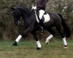 Dressurpferd Bacardi (Deutsches Reitpony, 1999, von Probesprung)