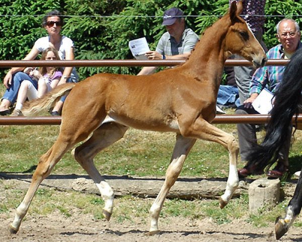 horse Hengst von Freudenfest (Trakehner, 2009, from Freudenfest)