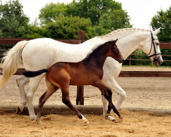 horse Thaliano (Trakehner, 2014, from Oliver Twist)