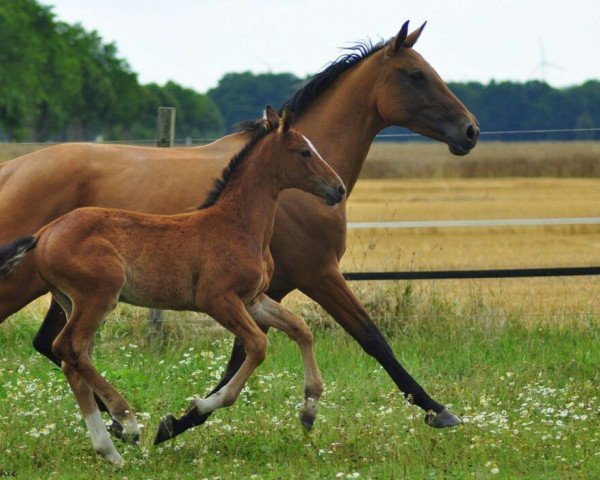 broodmare Gayana J (German Sport Horse, 2015, from Graf Top)