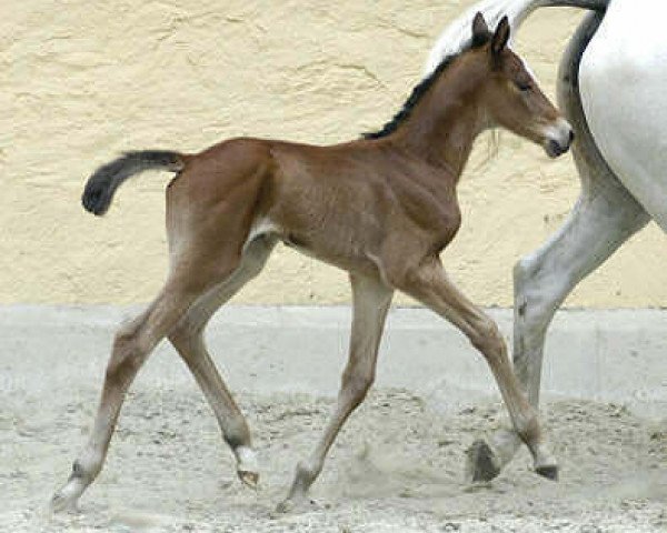 horse Stute von Summertime (Trakehner, 2004, from Summertime)