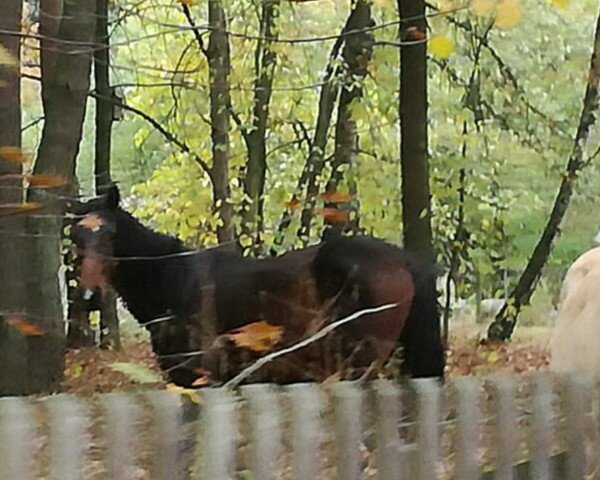 Deckhengst Finlay J (Deutsches Reitpferd, 2015, von Fürstenhof)