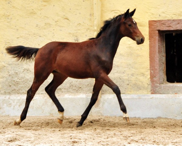 Pferd Taminn (Trakehner, 2016, von Oliver Twist) Pferd Taminn (Trakehner, 2016, von Oliver Twist)