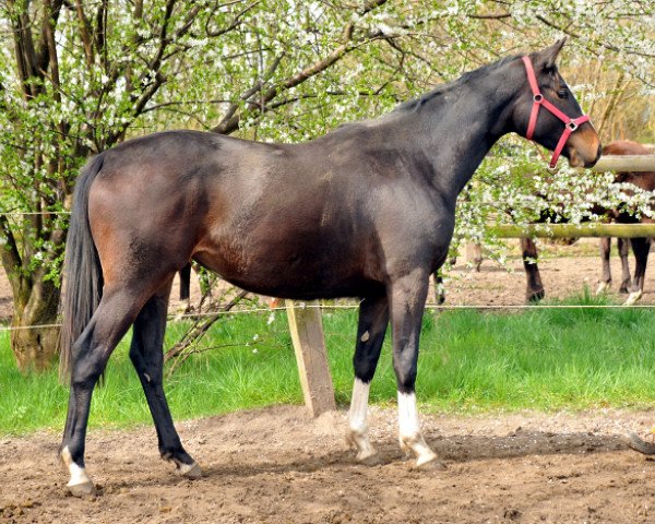 horse Thirazón (Trakehner, 2013, from Grand Corazon)