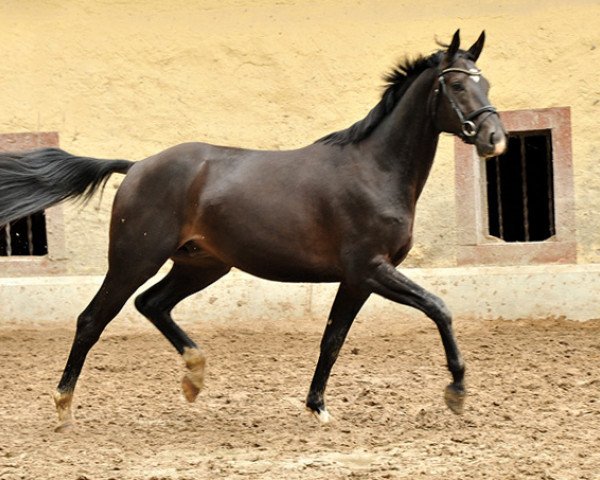 Pferd Theo Taskmaster (Trakehner, 2012, von Summertime)