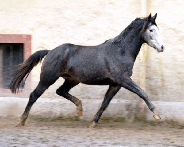 horse Tea for Two (Trakehner, 2011, from Saint Cyr)