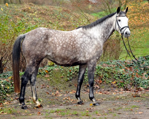 broodmare Teatime (Trakehner, 2007, from Summertime) broodmare Teatime (Trakehner, 2007, from Summertime)