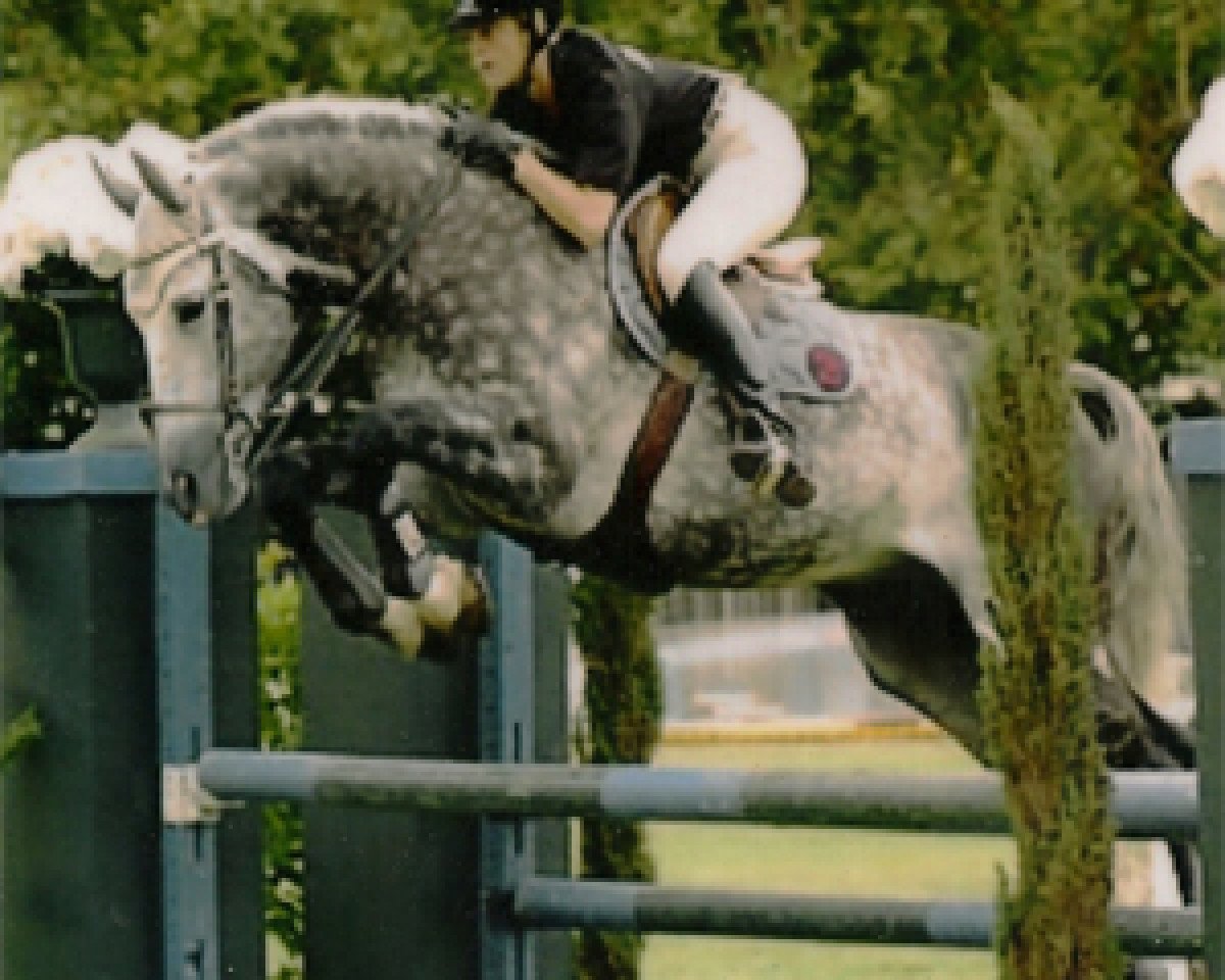 horse Phoenix Toltien (KWPN (Royal Dutch Sporthorse), 1997, from Burggraaf)