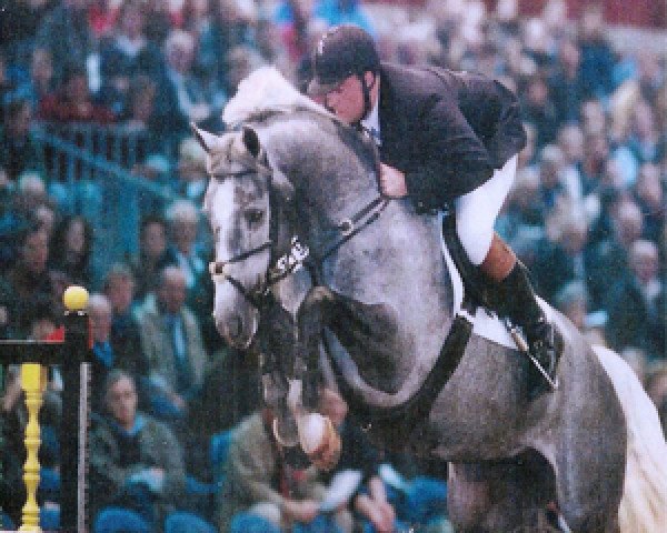 Pferd Newton Toltien (KWPN (Niederländisches Warmblut), 1995, von Voltaire)
