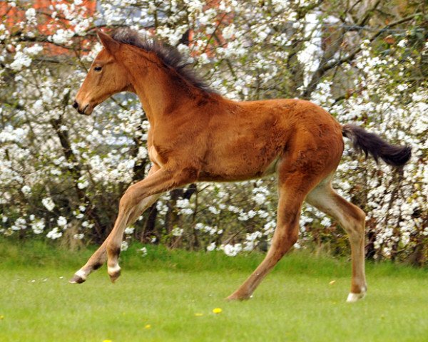 horse Kalena (Trakehner, 2016, from Honoré du Soir)