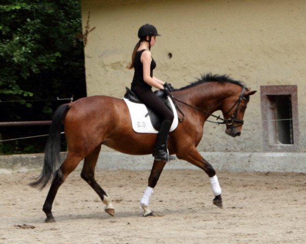 horse Killarney 12 (Trakehner, 2011, from Saint Cyr)