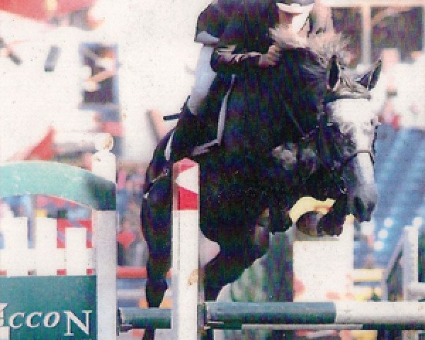 Springpferd Clinten Toltien Z (Zangersheide Reitpferd, 2001, von Caretano Z)