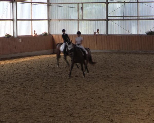 Reitturnier Herbern 2019