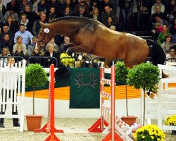 Deckhengst Kacyro (Trakehner, 2014, von Saint Cyr)