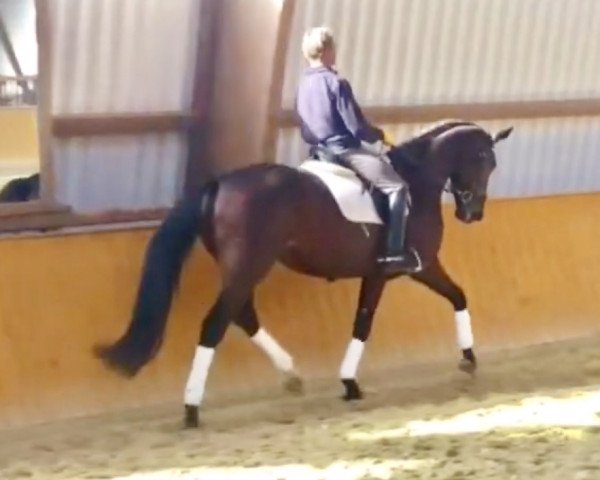 horse Desiree (Oldenburg, 2010, from diamant)