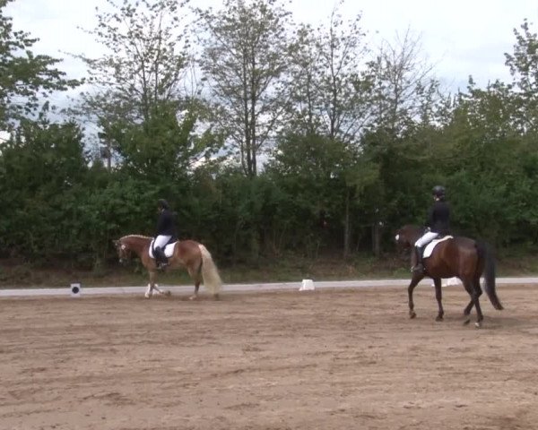 Reitturnier Kleinostheim/Ufr. 2019