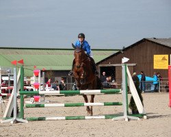 dressage horse Incerto (Spanish Sport Horse, 2011, from Le Tot de Semilly)