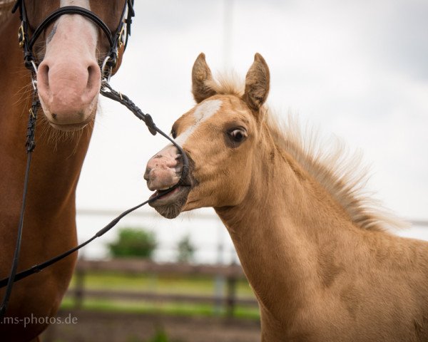 dressage horse Mystique's Golden Midas (German Riding Pony, 2016, from Centauro's Midas)