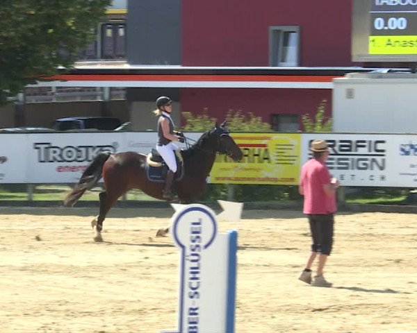 Reitturnier Dagmersellen 2019