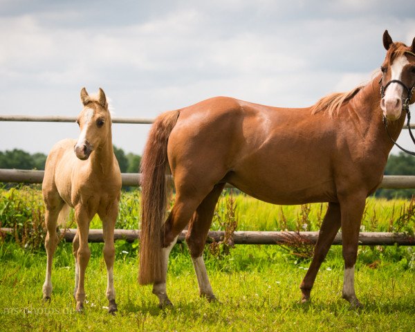 broodmare Lilly (Quarter Pony, 2009, from Silky Chex Nick)