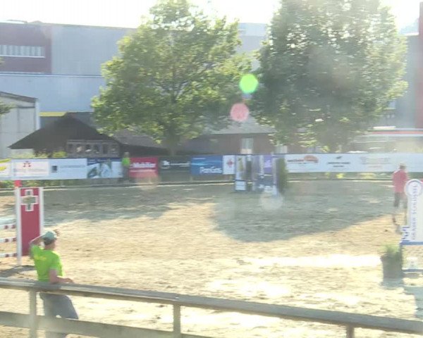 Reitturnier Dagmersellen 2019