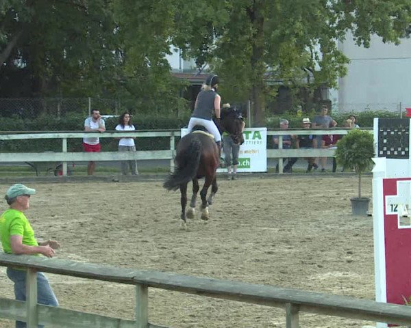 Reitturnier Dagmersellen 2019