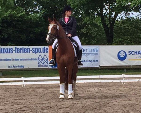 dressage horse Fürstin Ariette (Hanoverian, 2010, from Fuerst Rousseau)