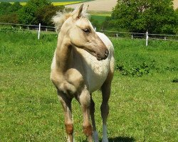 Dressurpferd RM Date with Dave (Westfale, 2016, von Dating AT NRW)