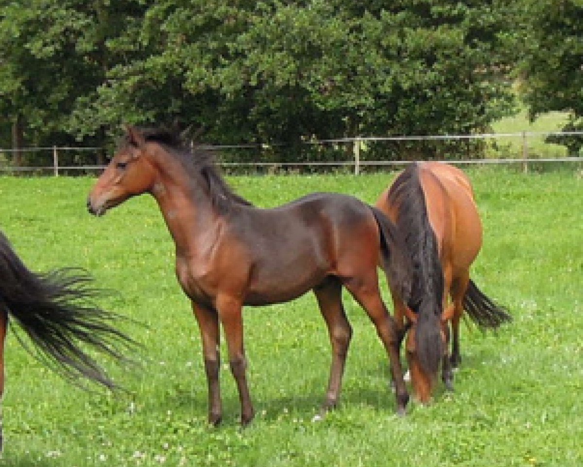 Pferd RM Double Trouble (Deutsches Reitpony, 2015, von Dance Star AT NRW)