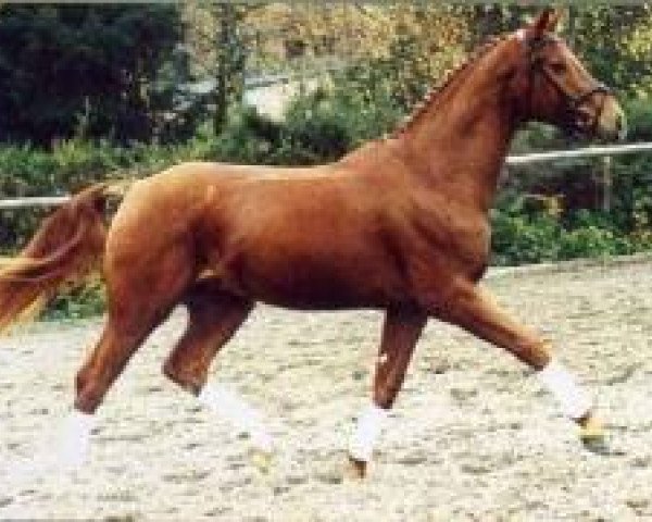 stallion Win Again (Hanoverian, 1996, from Weltmeyer)