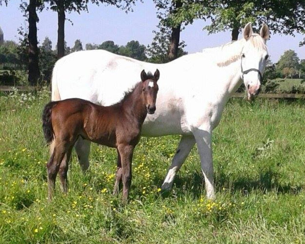Zuchtstute Perina (KWPN (Niederländisches Warmblut), 1997, von Burggraaf)