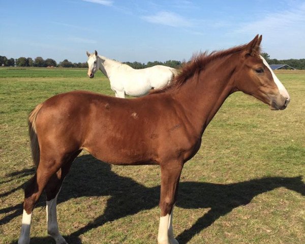 horse Labelle Perina F (KWPN (Royal Dutch Sporthorse), 2016, from VDL Harley)