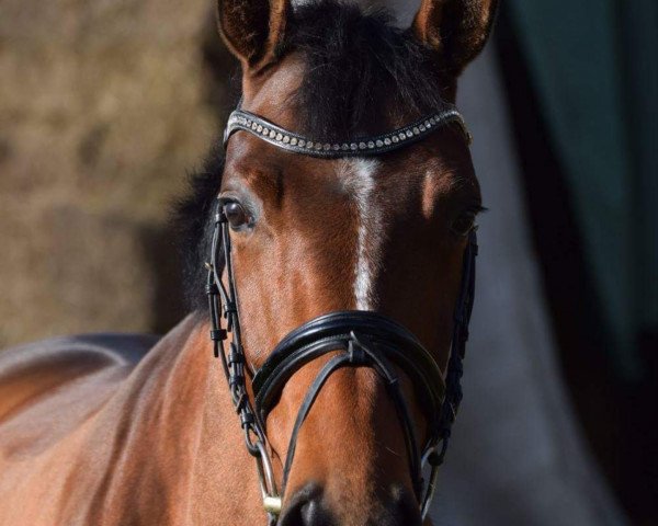 broodmare Deleila NSAW (Hanoverian, 2012, from Damsey FRH)