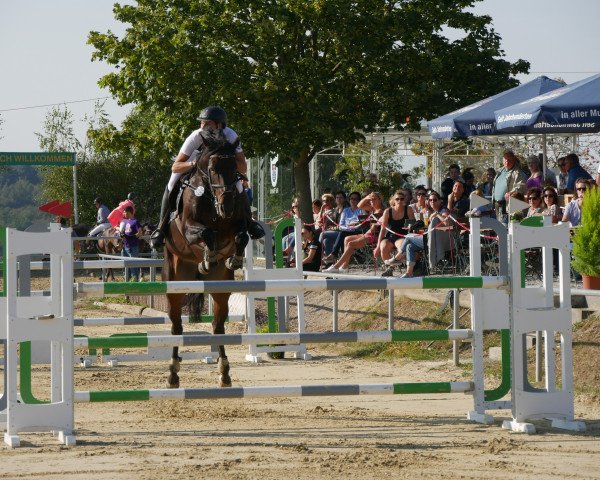 jumper Fedette (KWPN (Royal Dutch Sporthorse), 2010, from Diarado) jumper Fedette (KWPN (Royal Dutch Sporthorse), 2010, from Diarado)