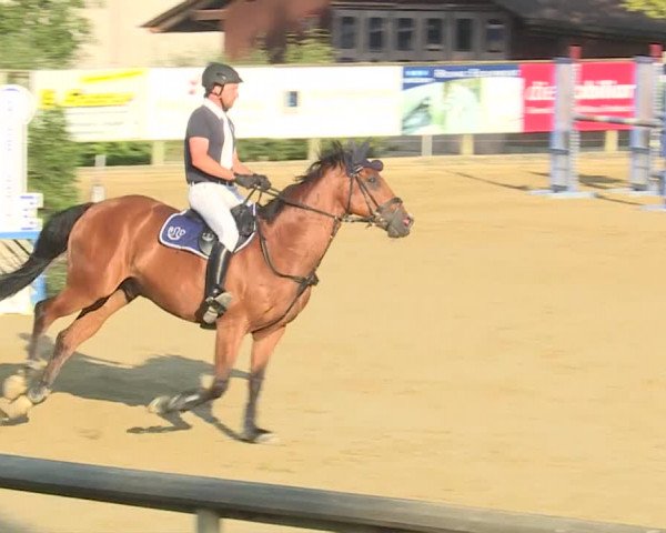 Reitturnier Dagmersellen 2019