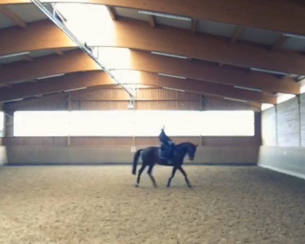 Springpferd Quinsy 2 (Mecklenburger, 1998, von Quattro B)