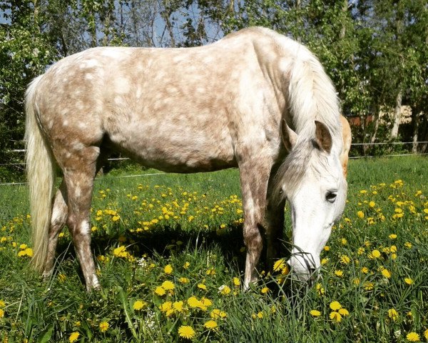 horse Marzipan 13 (German Riding Pony, 2009, from Markgraf)