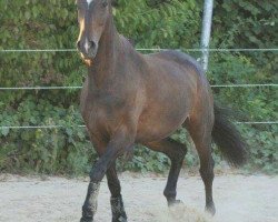 Dressage horse Joel Bonachon (unknown, 2009)