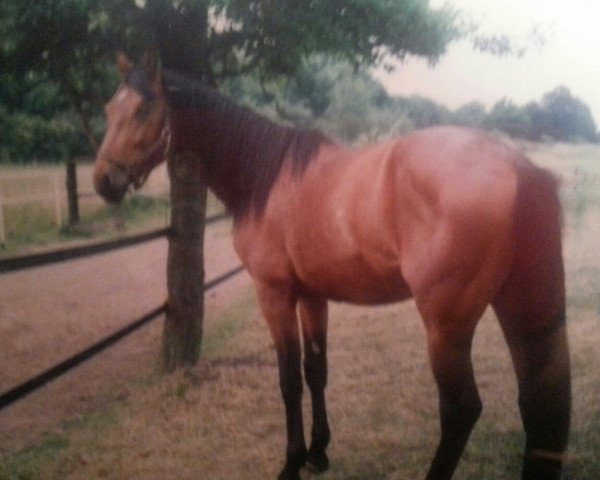 horse Abgott's Jamboree (German Warmblood, 1992, from Abgott's Pt. Joe)