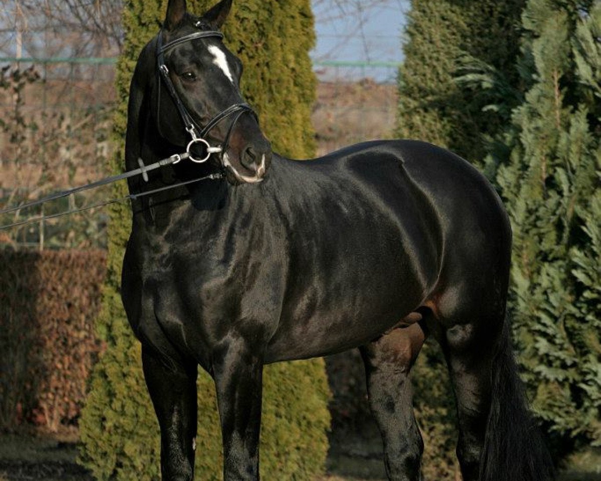 Deckhengst Aranykapu Stevignon (Oldenburger, 2004, von Stedinger)