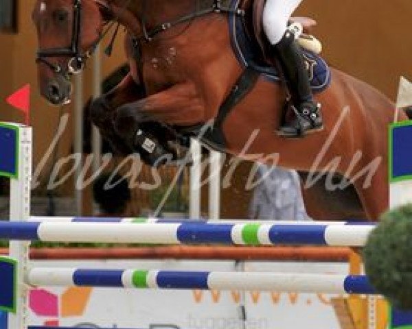 horse PM Landetto (Oldenburg,  , from Ludwig von Bayern 168 FIN)