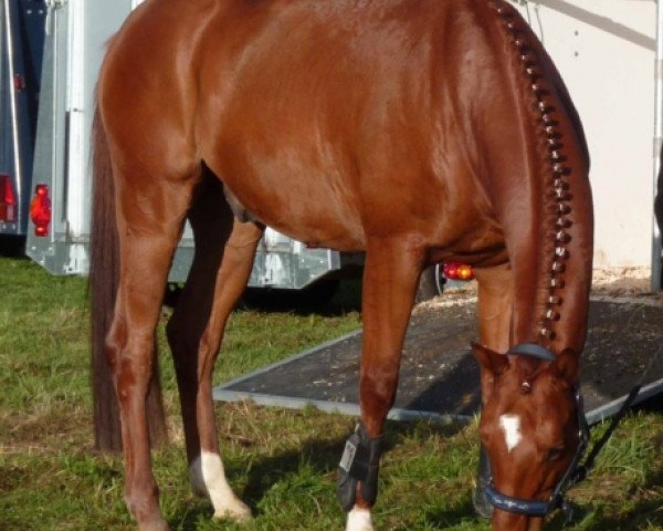 horse Navarin 2 (Trakehner, 2009, from Occacio)
