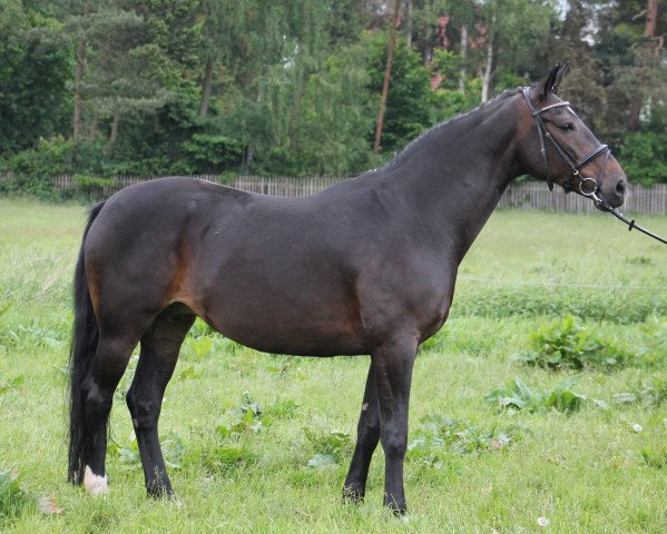 broodmare Calissa J (Hanoverian, 2003, from Compliment)