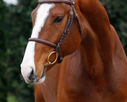 stallion Ciacopilot Gold (Bavarian, 2010, from Ciacomo)