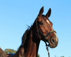 broodmare Sonoma (Hanoverian, 2005, from Stedinger)