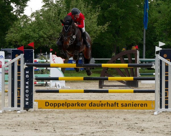 jumper Bridge 2 (KWPN (Royal Dutch Sporthorse), 2003, from Hold Up Premier)