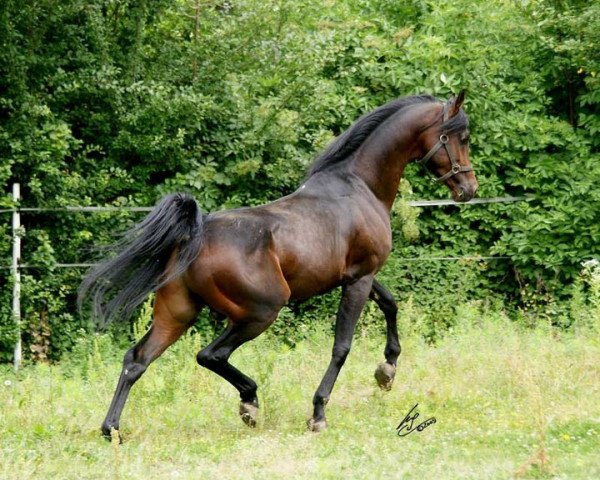 stallion BA Psyche Bey ox (Arabian purebred, 2003, from Psytadel 1998 ox)