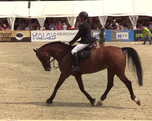 Reitturnier Hörup 2019