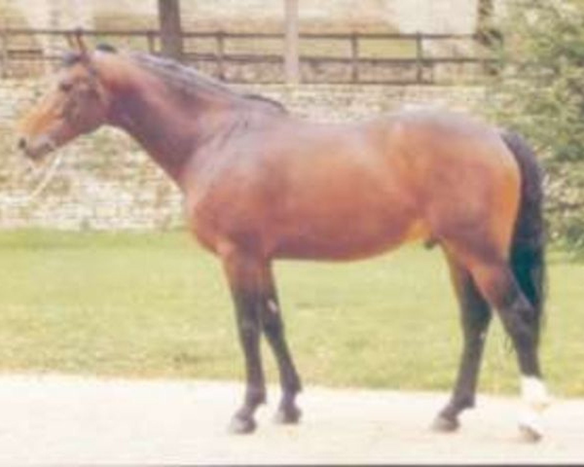 Deckhengst Amour de Meautis (Selle Français, 1988, von Grand Veneur)