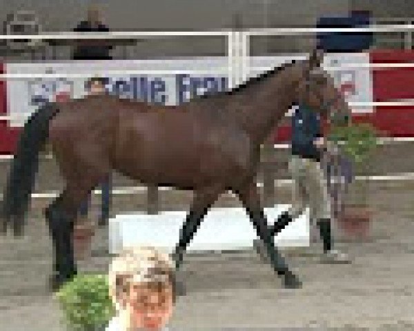 Springpferd Pop Star de Longa (Selle Français, 2003, von Quick Star)